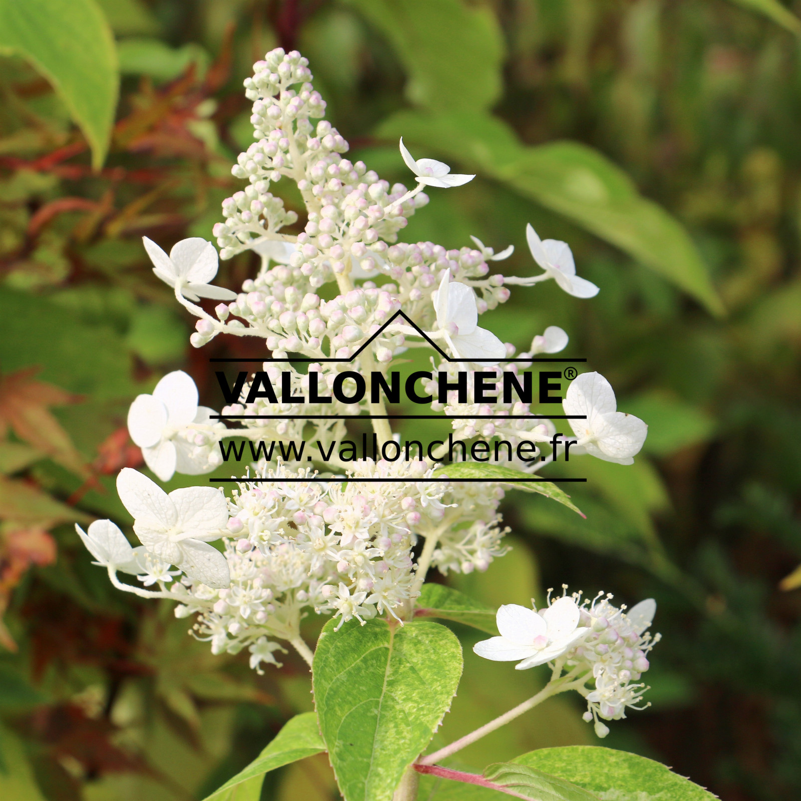HYDRANGEA paniculata ‘Yuki Gessho’ en Octobre