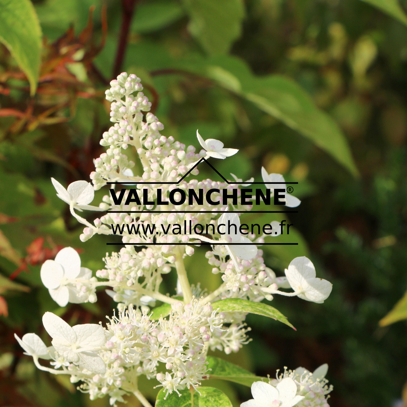 HYDRANGEA paniculata ‘Yuki Gessho’ en Octobre