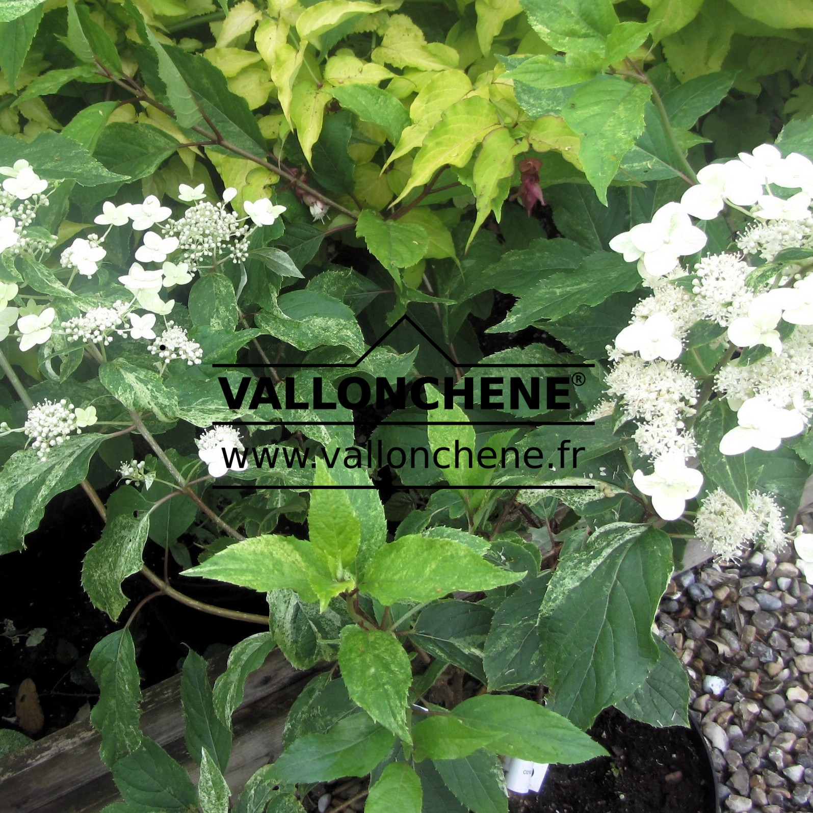 HYDRANGEA paniculata ‘Yuki Gessho’ en Juillet