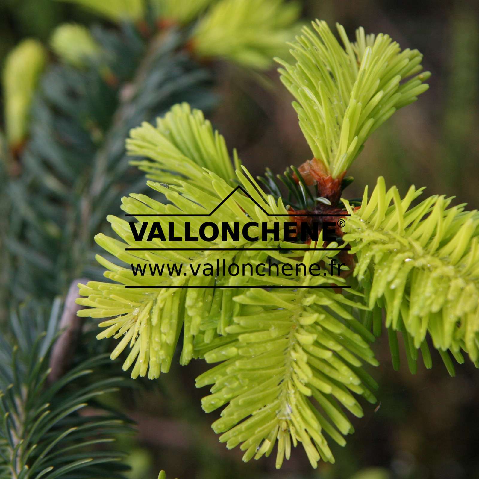 ABIES nordmanniana ‘Midwinter Gold’ en Mai