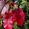 HYDRANGEA quercifolia 'Ruby Slippers' en Novembre