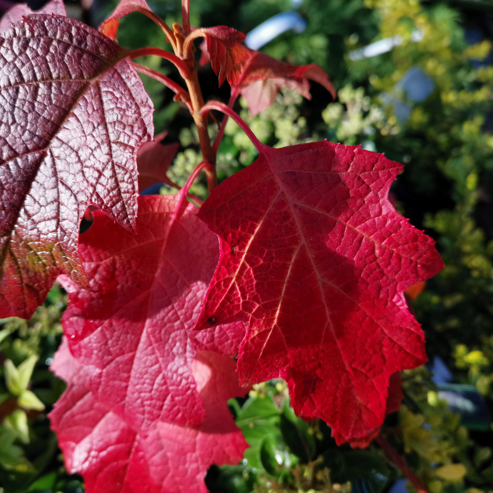 HYDRANGEA quercifolia 'Ruby Slippers' en Novembre