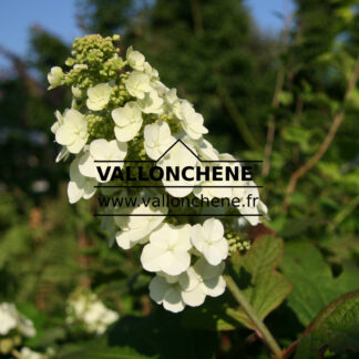 HYDRANGEA quercifolia 'Snow Queen' en Juillet