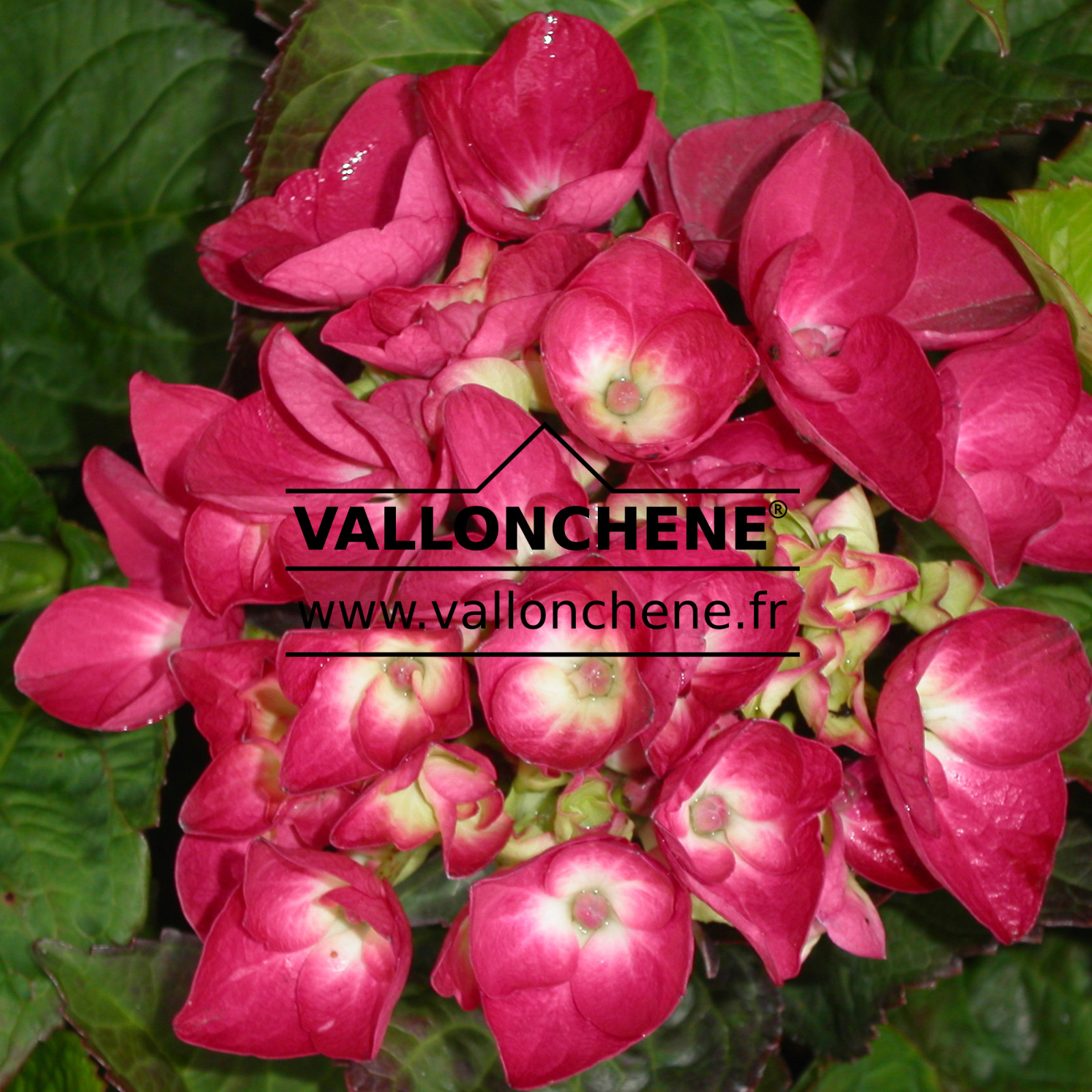 HYDRANGEA sanguinea