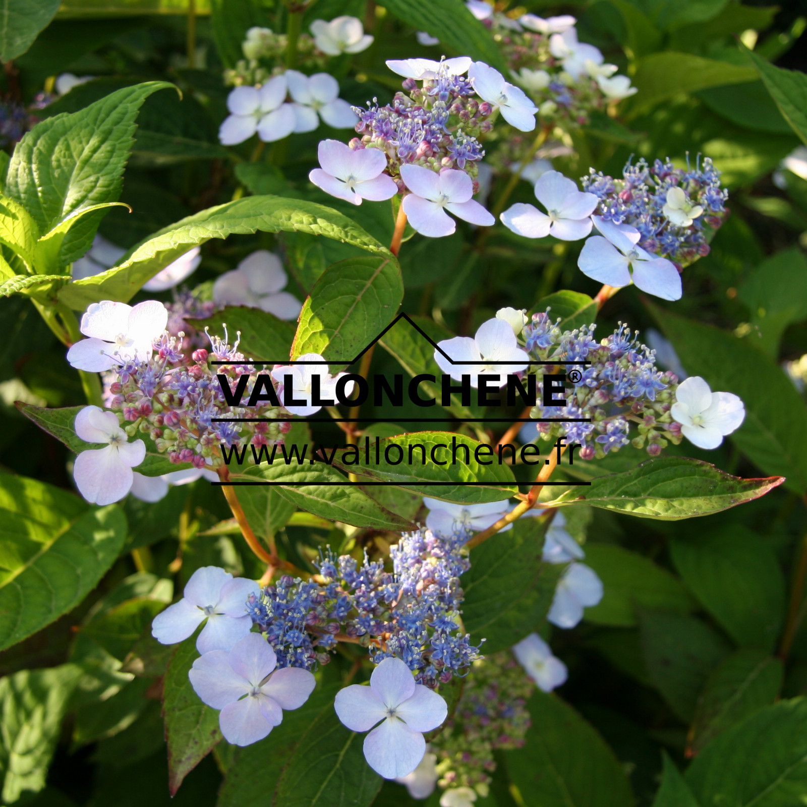 HYDRANGEA serrata ‘Bluebird’ en Juillet