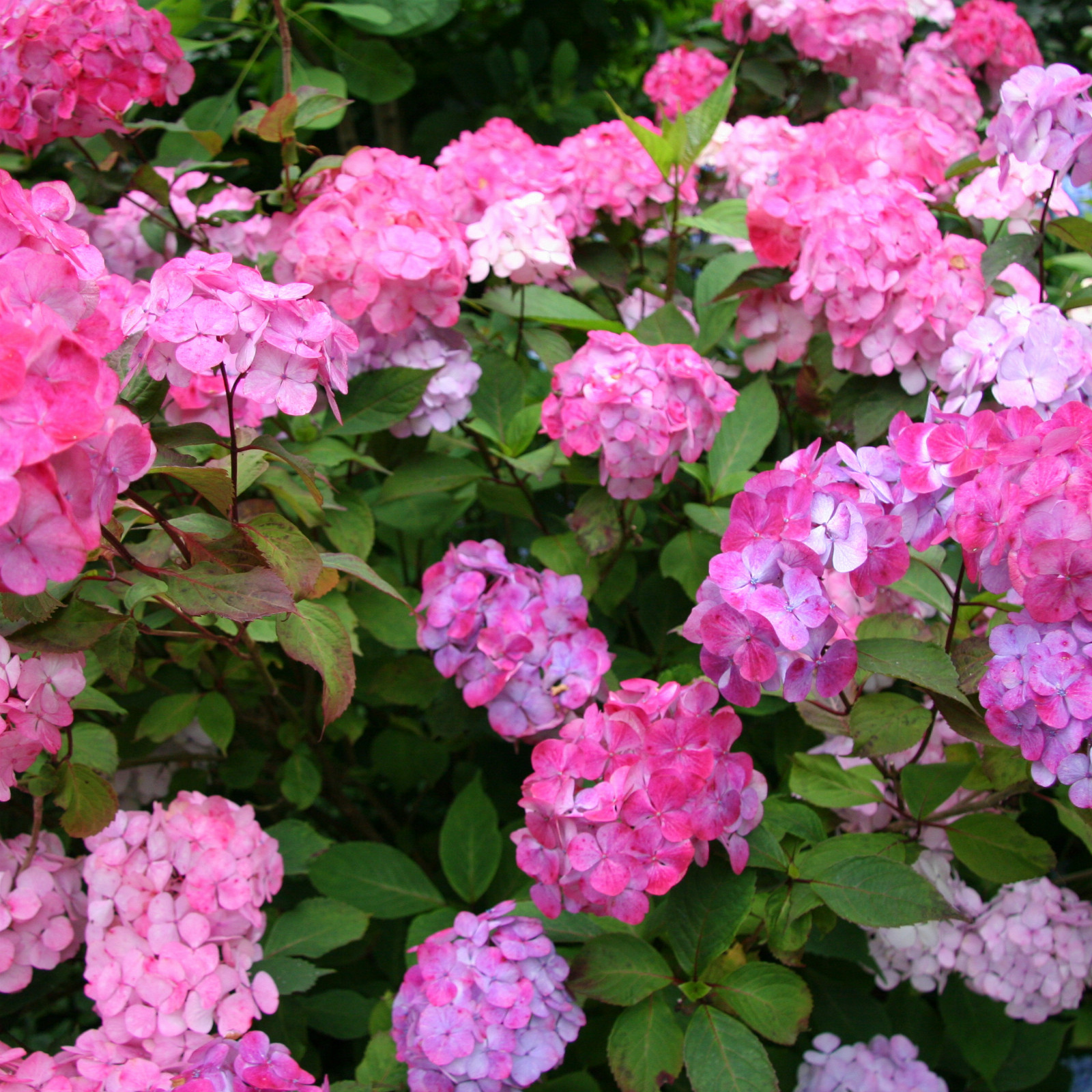 HYDRANGEA serrata ‘Preziosa’ en Juillet
