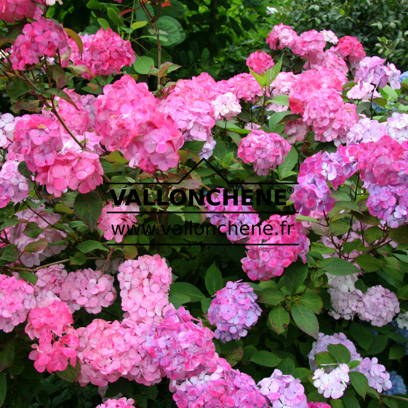 HYDRANGEA serrata ‘Preziosa’ en Juillet