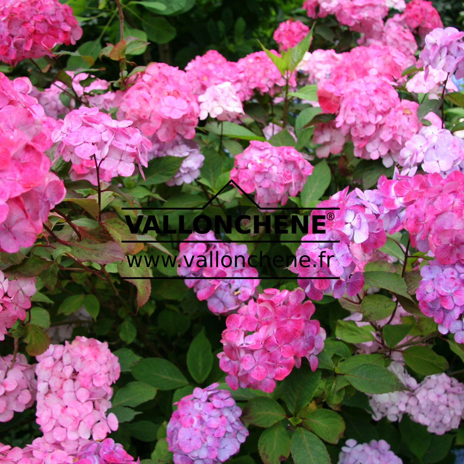 HYDRANGEA serrata ‘Preziosa’ en Juillet