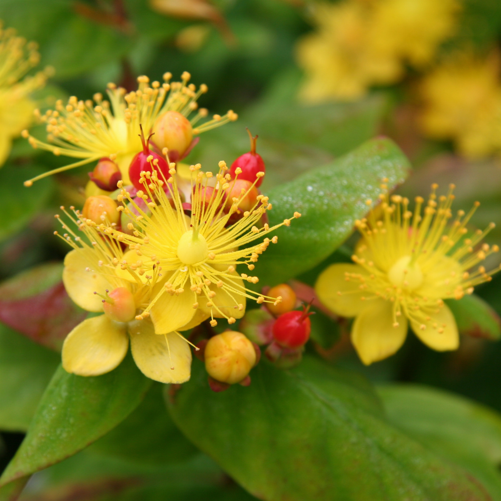 HYPERICUM ‘Miracle Attraction’ en Juillet