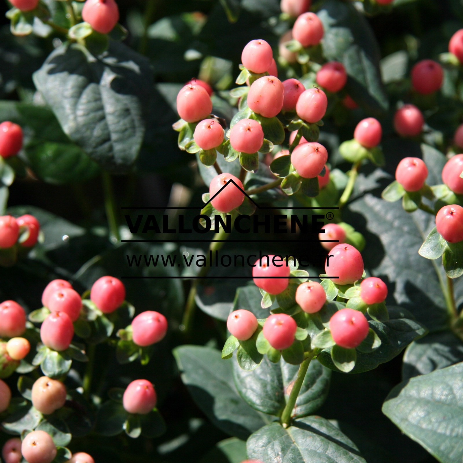 HYPERICUM ‚Miracle Blossom‘ en Septembre