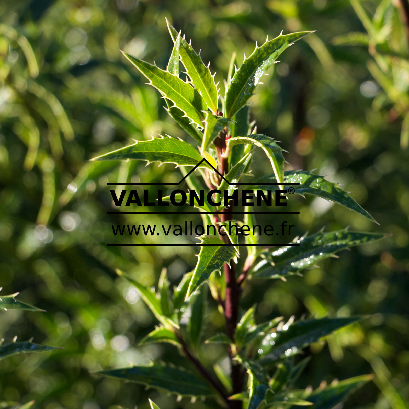ILEX aquifolium ‘Myrtifolia’ en Mars