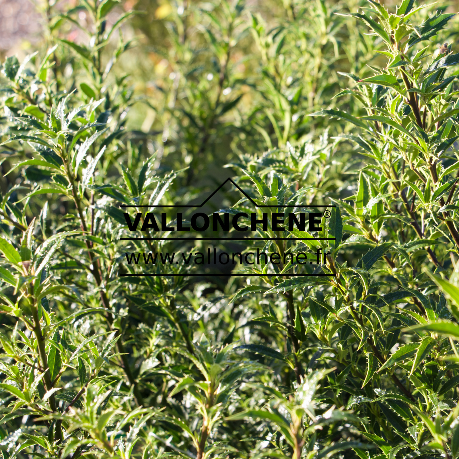 ILEX aquifolium ‘Myrtifolia’ en Mars