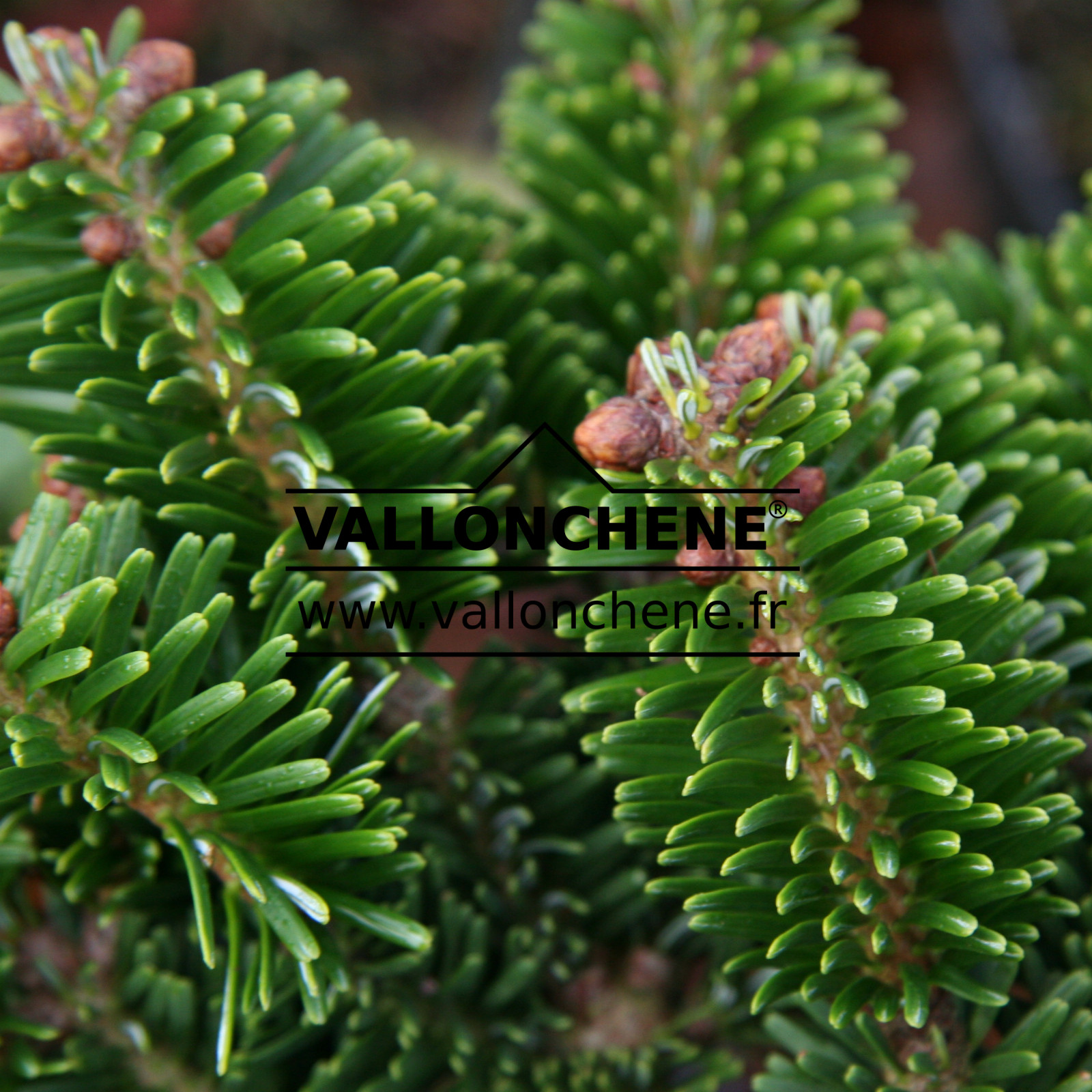 ABIES nordmanniana ‚W.B. Hunnewell‘ en Novembre