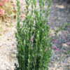 ILEX crenata ‘Fastigiata’ en Septembre