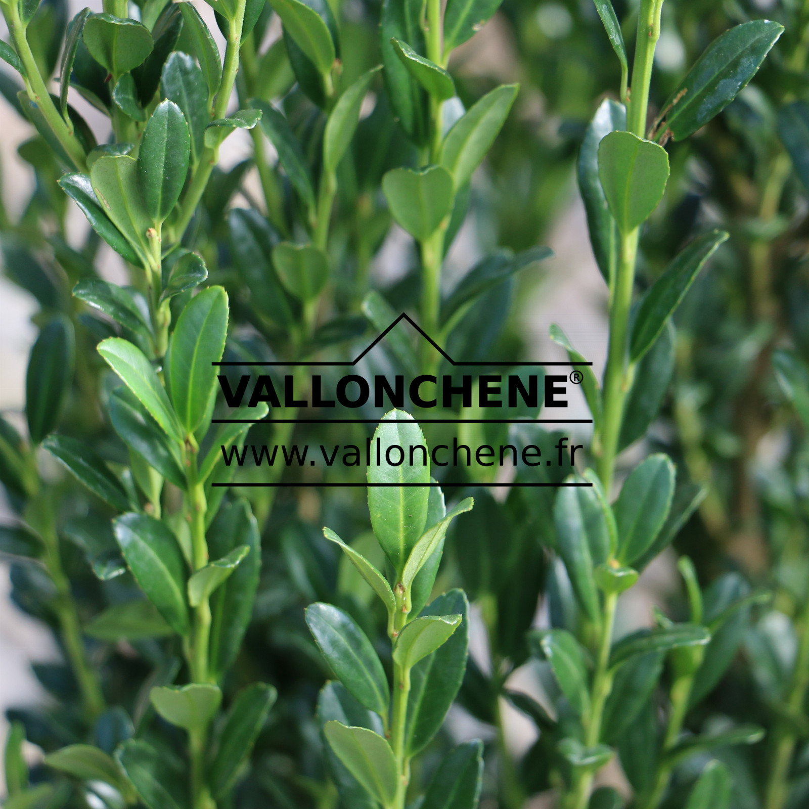 ILEX crenata 'Fastigiata' en Septembre