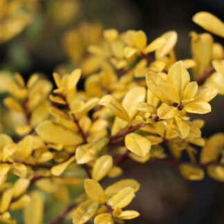 ILEX crenata 'Golden Gem' en Mars