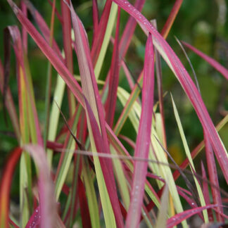 IMPERATA cylindrica 'Red Baron' en Octobre