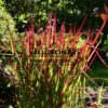 IMPERATA cylindrica 'Red Baron' en Août