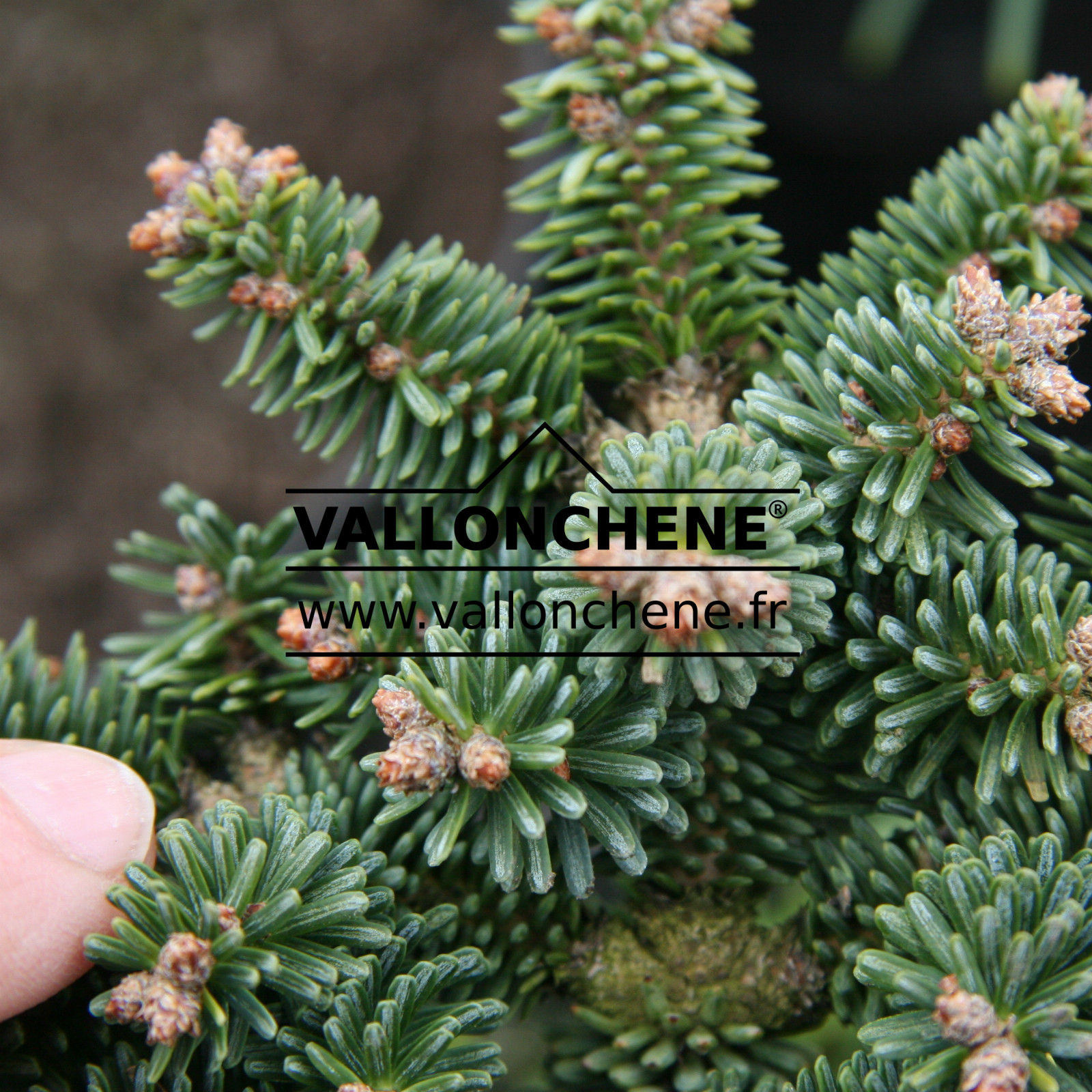 ABIES pinsapo ‚Atlas‘ en Mars