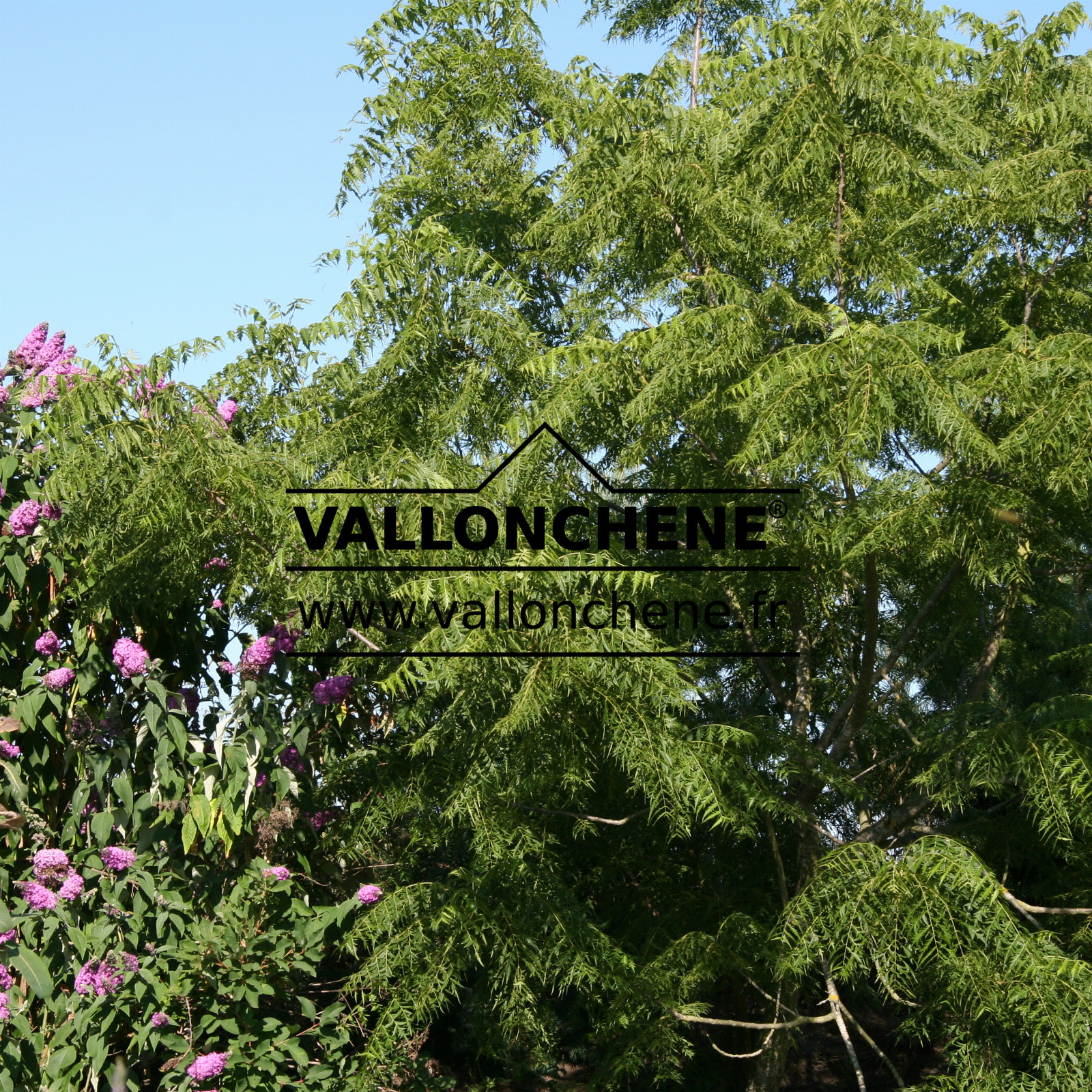 JUGLANS nigra 'Laciniata' en Juillet