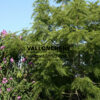 JUGLANS regia 'Laciniata' en Juillet