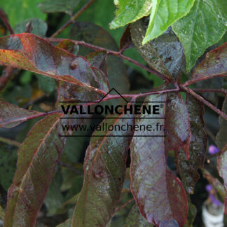 JUGLANS regia 'Purpurea'
