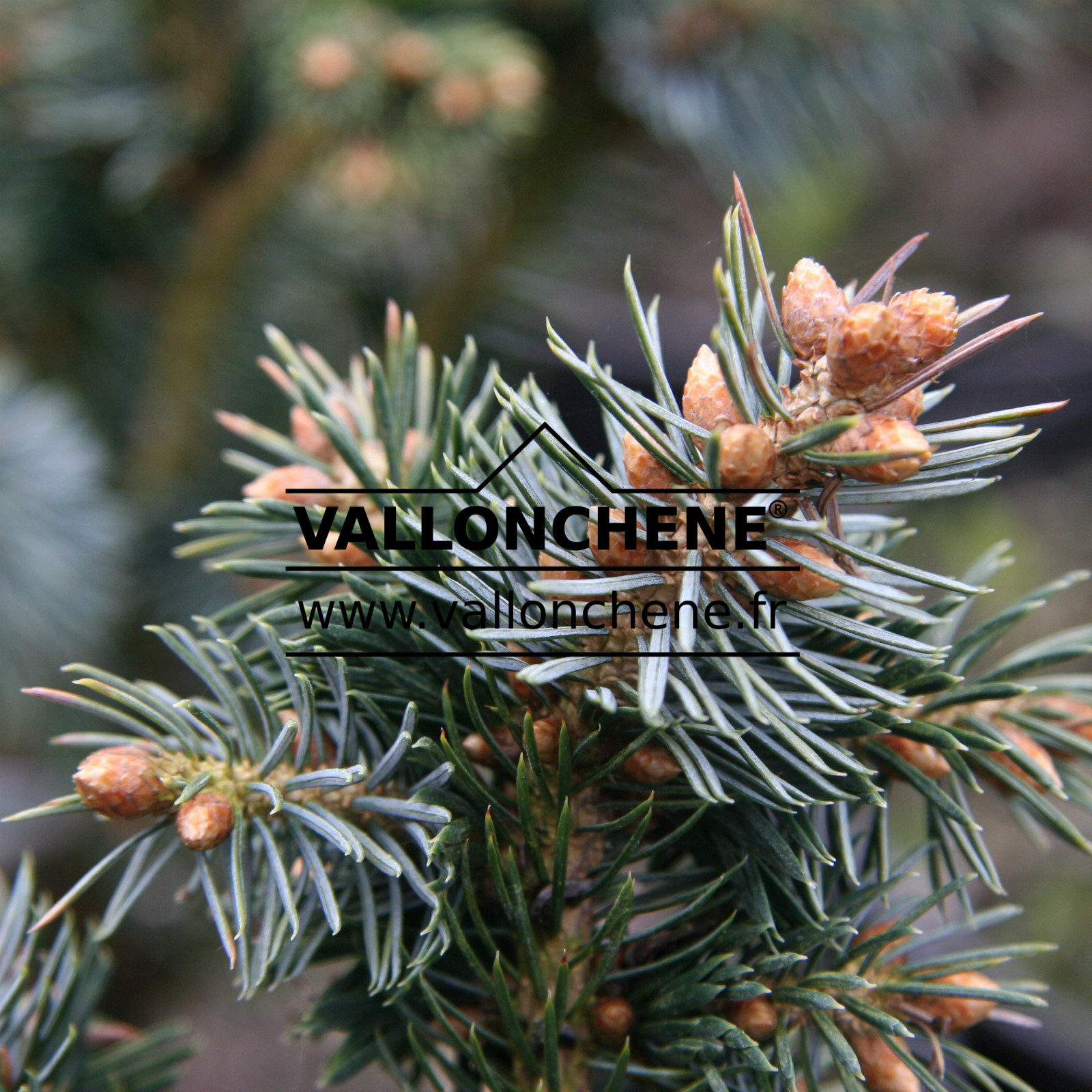 ABIES pinsapo ‘Atlas’ en Mars