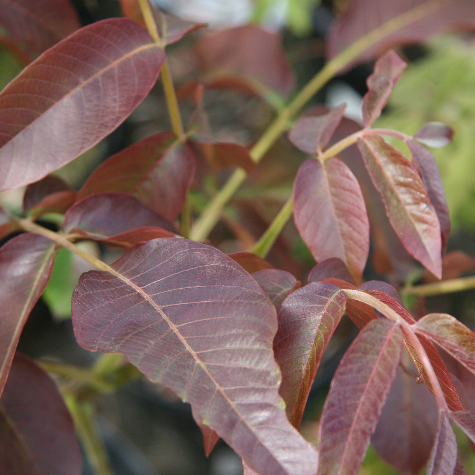 JUGLANS regia ‘Purpurea’ en Mai