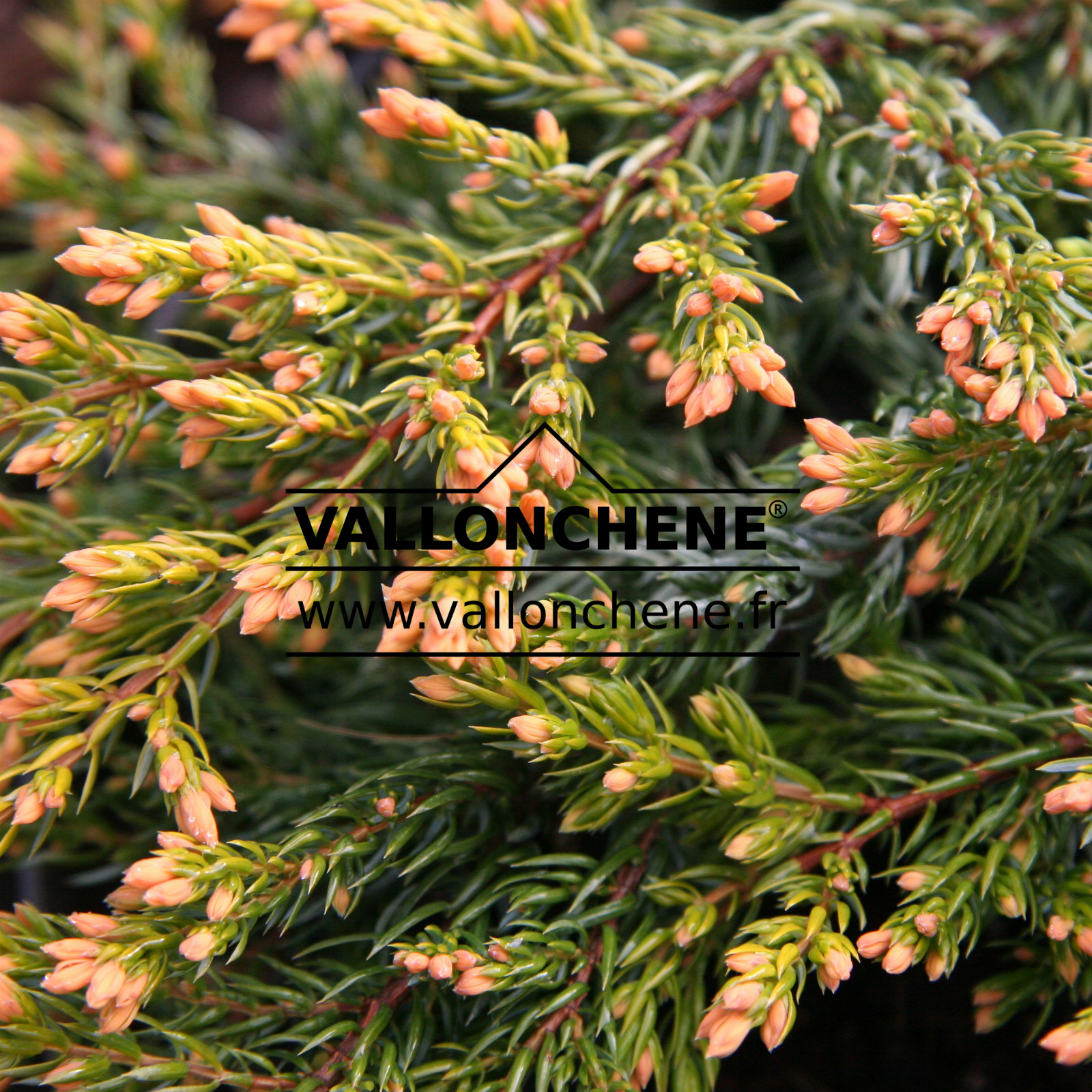 JUNIPERUS communis ‘Goldschatz’ en Avril