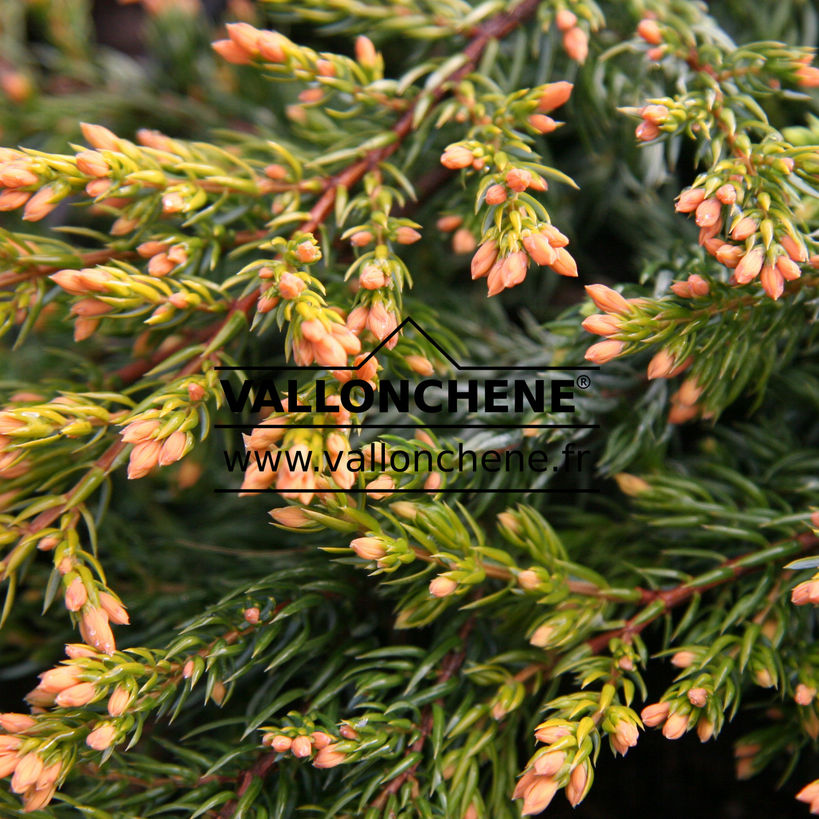 JUNIPERUS communis ‘Goldschatz’ en Avril