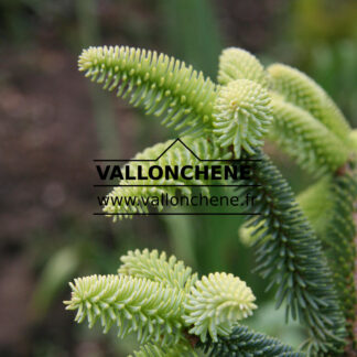 ABIES pinsapo 'Aurea' en Juin