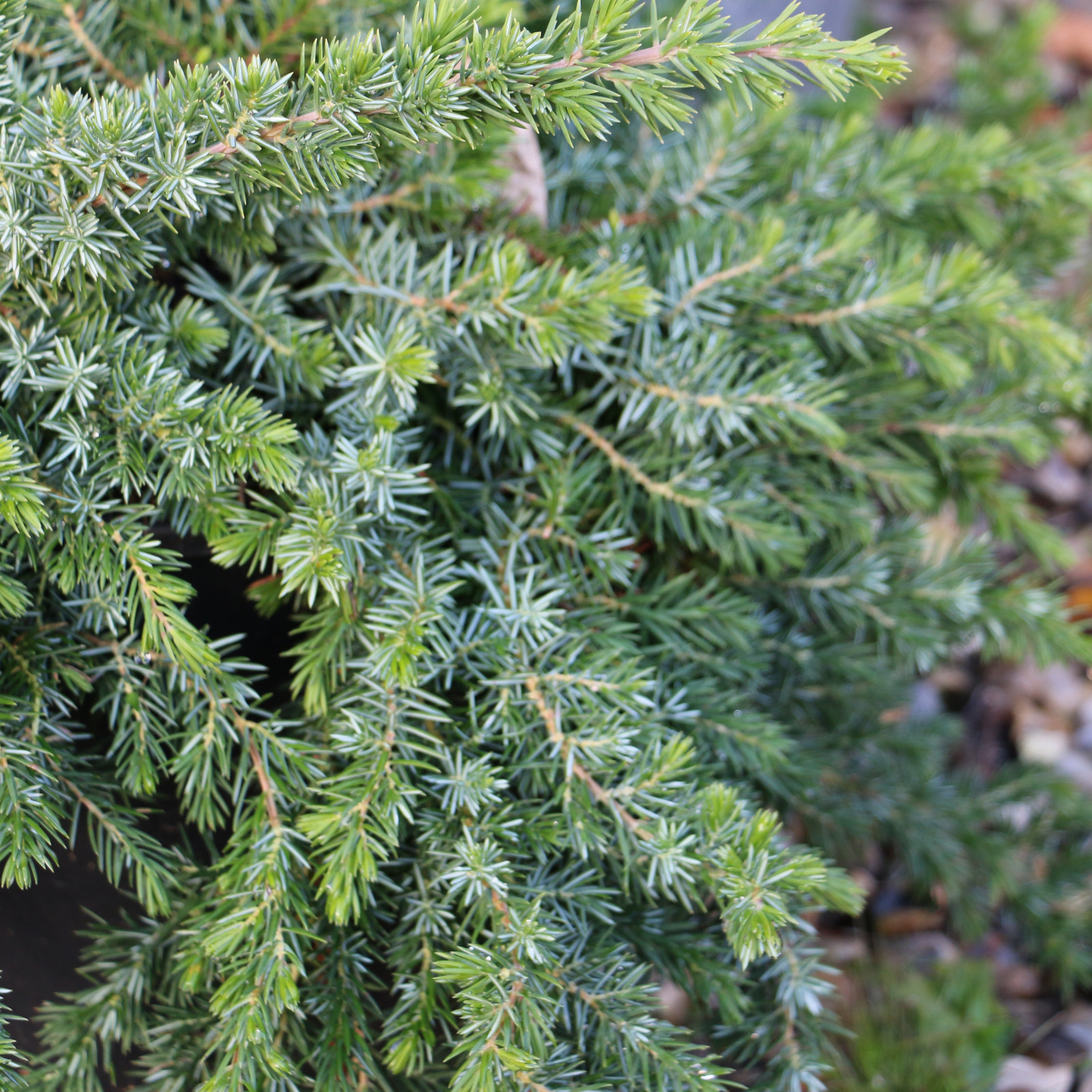 JUNIPERUS conferta ‚Blue Pacific‘ en Décembre