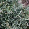JUNIPERUS horizontalis ‘Icee Blue’ en Mars
