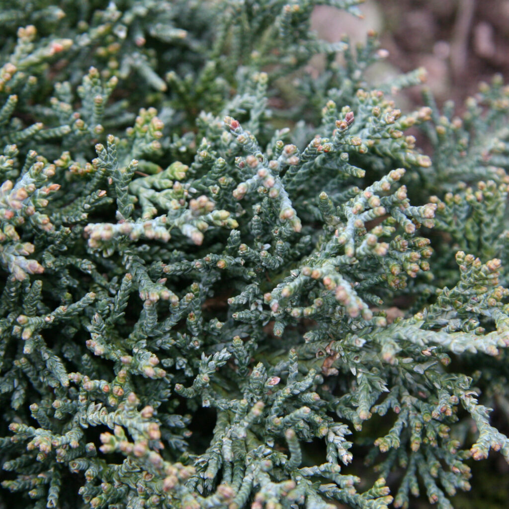 JUNIPERUS horizontalis 'Icee Blue' creeping juniper