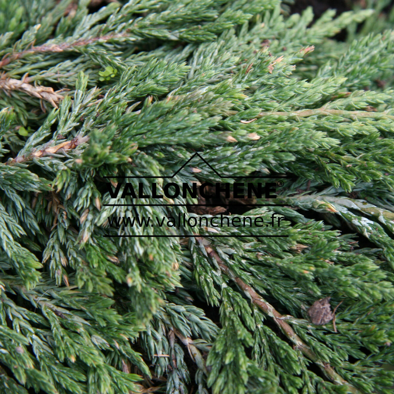 JUNIPERUS horizontalis 'Pancake' creeping juniper