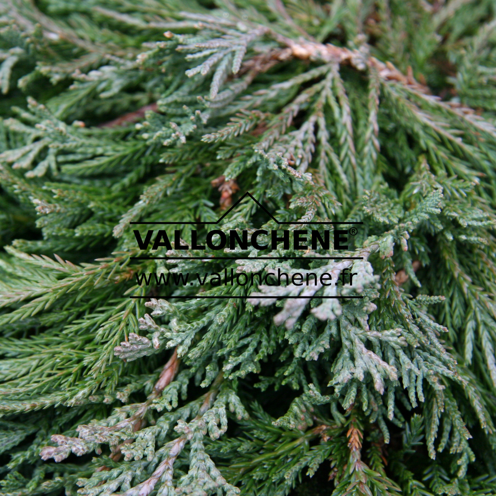 JUNIPERUS horizontalis ‘Wiltonii’