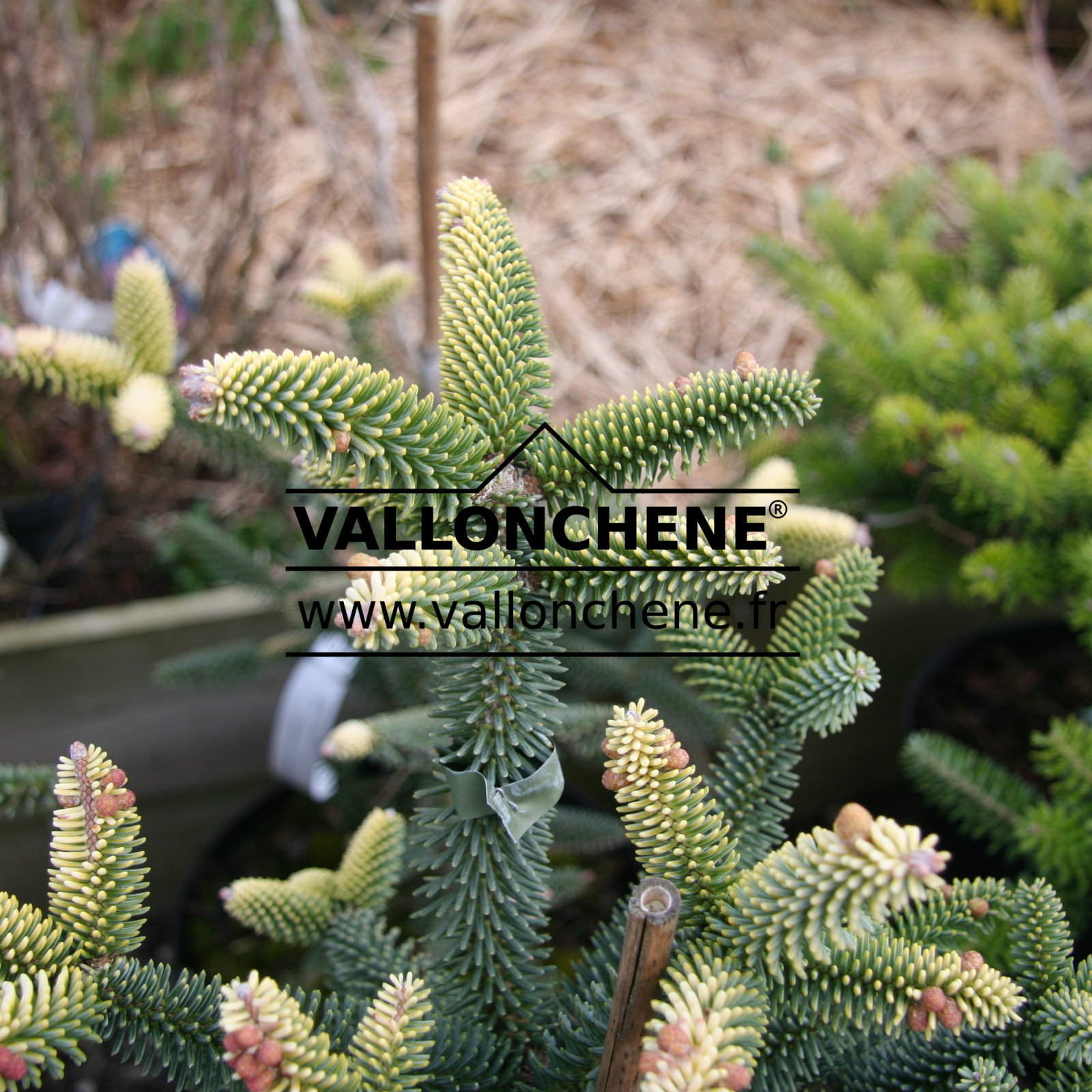 ABIES pinsapo ‚Aurea‘ en Avril