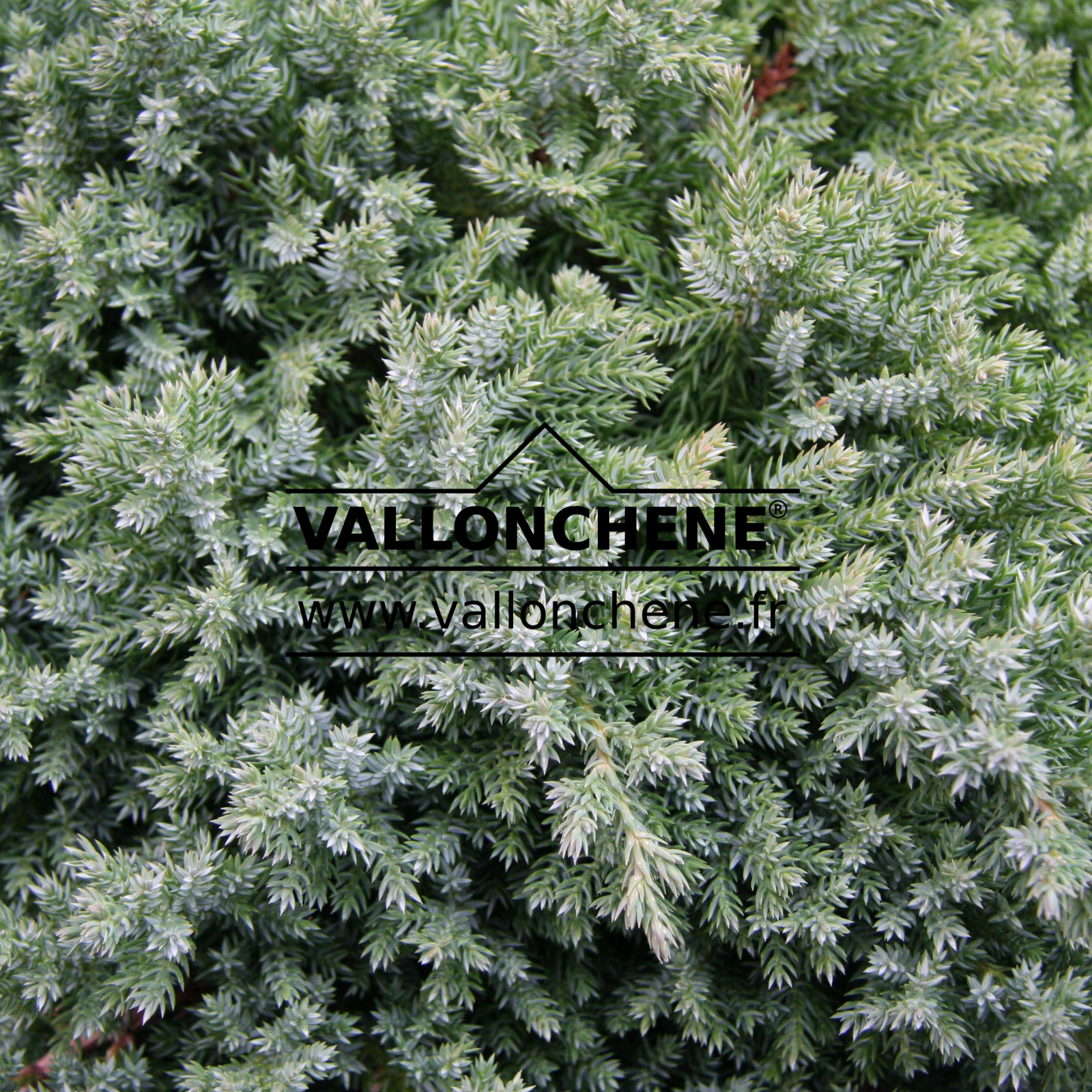 JUNIPERUS procumbens ‘Nana’ en Novembre