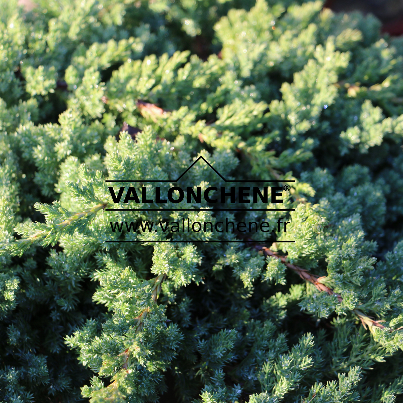 JUNIPERUS procumbens ‘Nana’ en Décembre