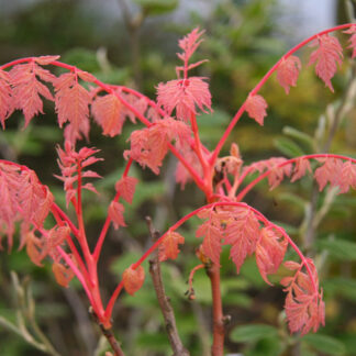 Pousses roses du KOELREUTERIA paniculata 'Coral Sun' en mai