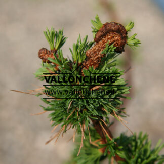 LARIX decidua 'Krejci' en Avril