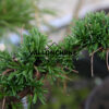 LARIX decidua 'Krejci' en abril