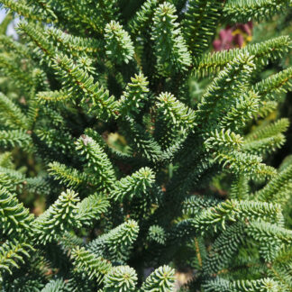 ABIES pinsapo 'Fastigiata' en Août