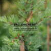 LARIX kaempferi ‘Diana’ en Avril