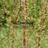 Ramas y brotes jóvenes de color cobre en LARIX kaempferi 'Stiff Weeper' en marzo