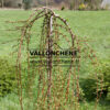 Inicio del crecimiento de LARIX kaempferi 'Stiff Weeper' en marzo