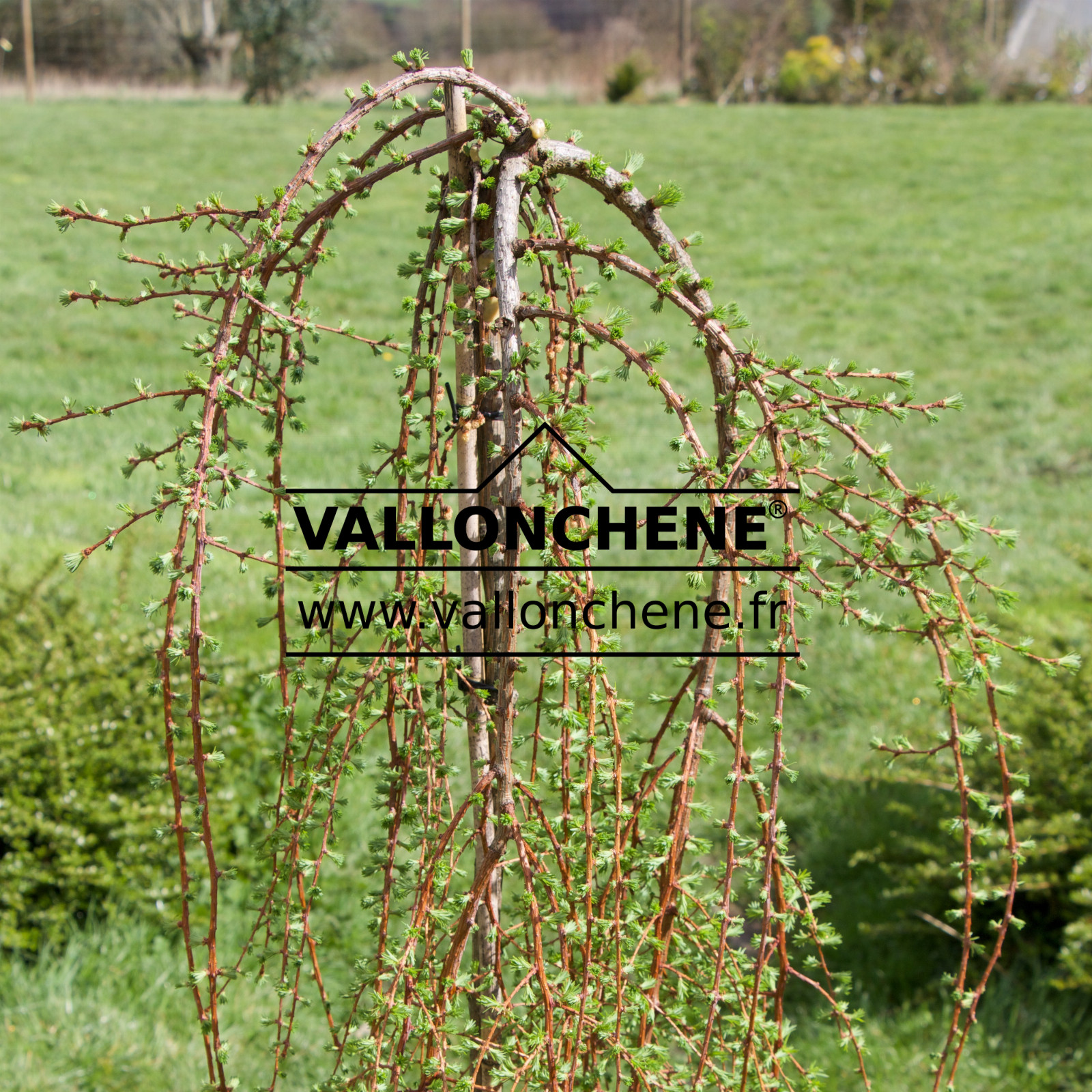 Inicio del crecimiento de LARIX kaempferi 'Stiff Weeper' en marzo