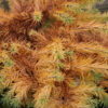 LARIX kaempferi 'Wolterdingen' en Octobre