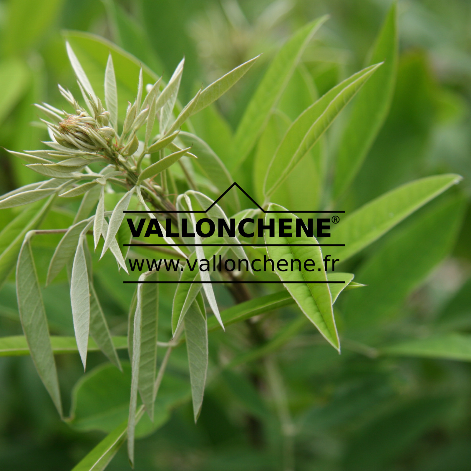 LESPEDEZA thunbergii 'Gibraltar' en Juillet