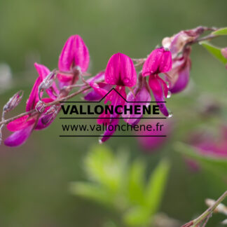 LESPEDEZA thunbergii 'Gibraltar' en Septembre